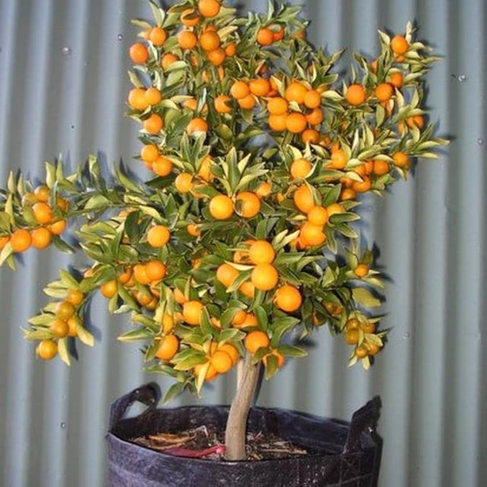 Miniature Orange Tree Seeds for Planting  Grow Your Own Indoor Citrus