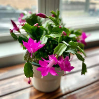 Violet Zygocactus Truncatus Flower seeds for Planting - Compact Growth, Heirloom & GMO Free Seeds for Home Garden