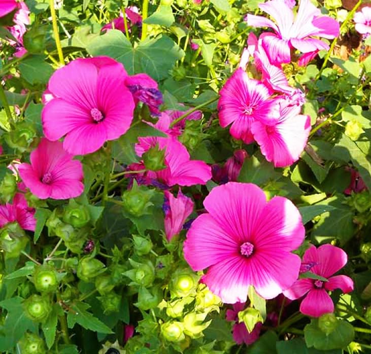 White Pink Lavatera Flower seeds for Planting Long Bloom Season Heirloom & GMO Free Seeds for Home Garden
 
 Sale