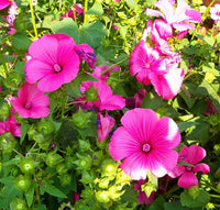 White Pink Lavatera Flower seeds for Planting Long Bloom Season Heirloom & GMO Free Seeds for Home Garden
 
 Sale