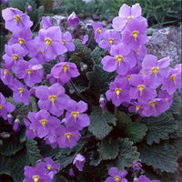 Ramonda Myconi Flower seeds for Planting - Low Maintenance, Heirloom & GMO Free Seeds for Home Garden