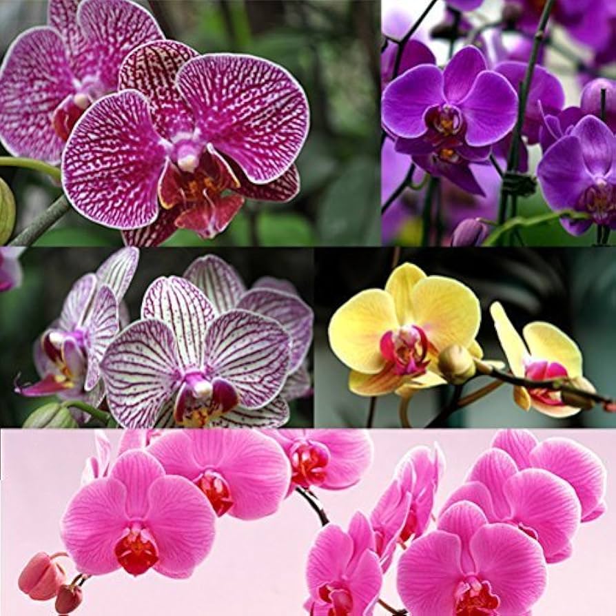 Mixed Orchid Flower Seeds – Cottage Garden Essential Heirloom & NonGMO for Home Garden
 
 Sale