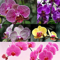 Mixed Orchid Flower Seeds – Cottage Garden Essential Heirloom & NonGMO for Home Garden
 
 Sale