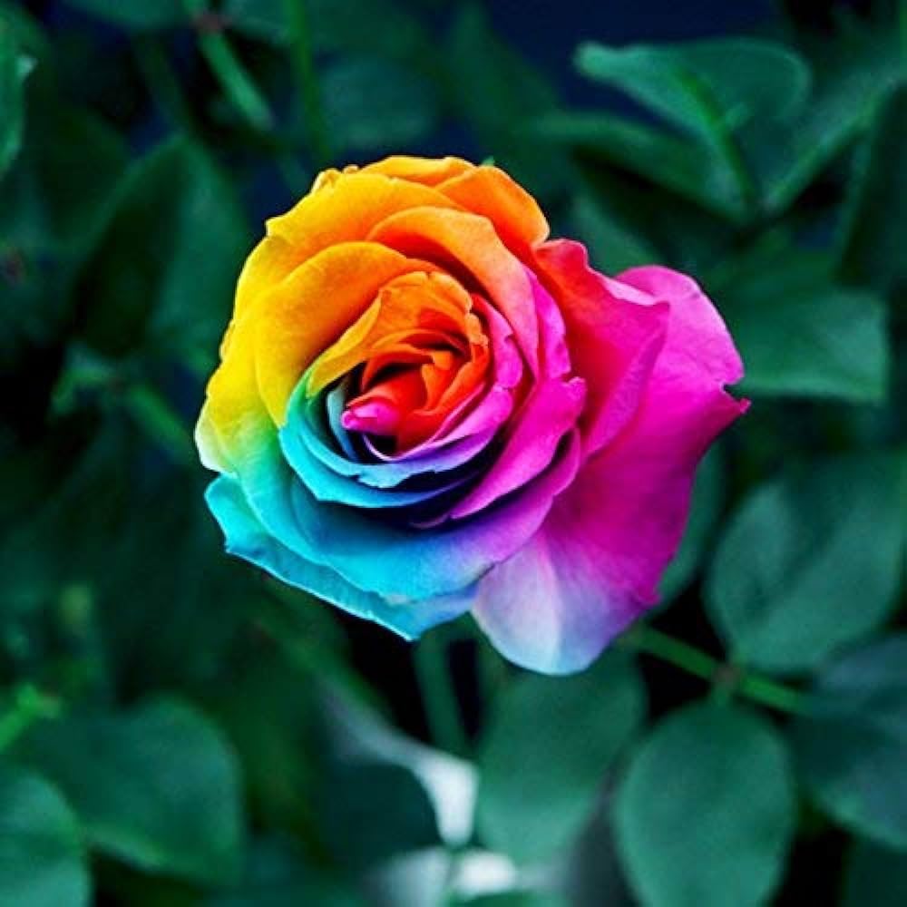 Rainbow Rose Rosa hybrida Seeds for Planting in Balcony and Cottage Garden