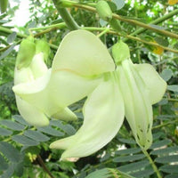 Heron Flower seeds for Planting - Long Bloom Season, Heirloom & GMO Free Seeds for Home Garden
