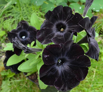 Petunia Debonair Black Cherry Flower seeds for Planting Fragrant Blossoms Heirloom & GMO Free Seeds for Home Garden