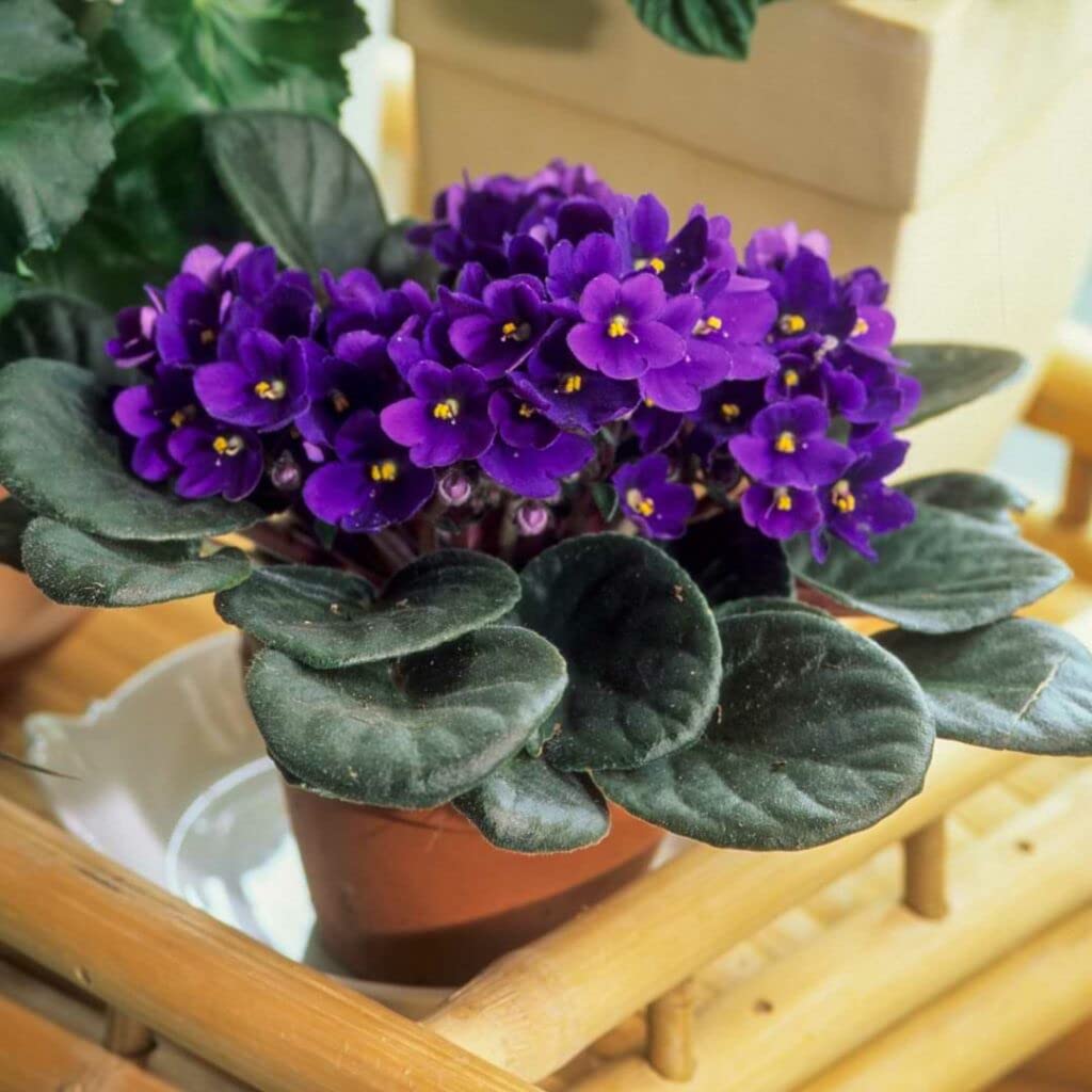 Begonias Azules Flower seeds for Planting Vibrant Colors Heirloom & GMO Free Seeds for Home Garden