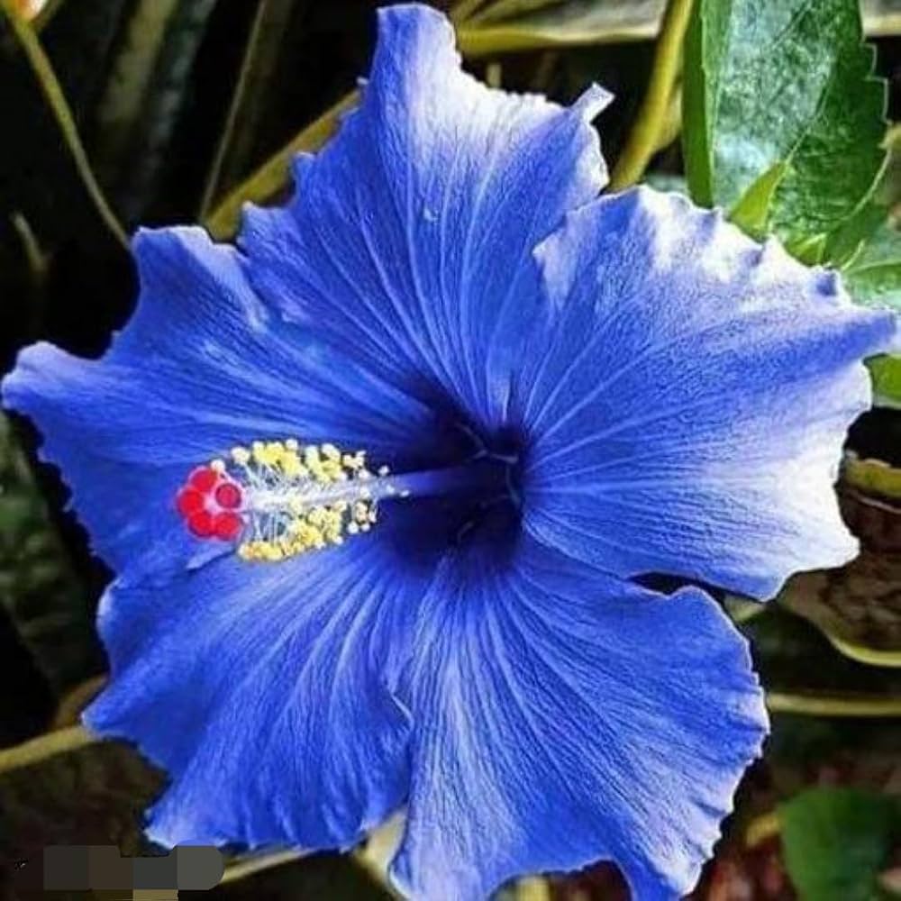 Blue Hibiscus Flower Seeds Wildflower Mix Heirloom & GMO Free Seeds for Home Garden
 
 Sale