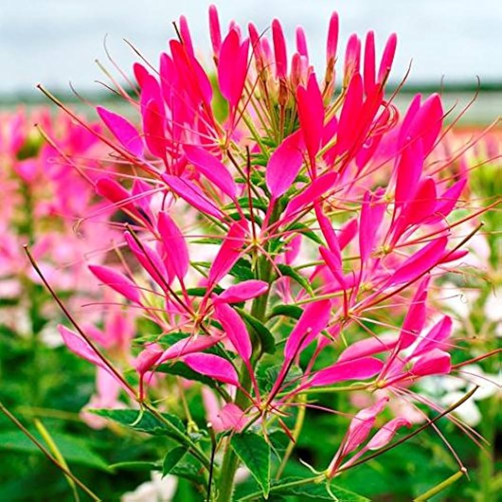 Heirloom Cleome Flower seeds for Planting Pollinator Friendly Heirloom & GMO Free Seeds for Home Garden