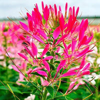 Heirloom Cleome Flower seeds for Planting Pollinator Friendly Heirloom & GMO Free Seeds for Home Garden
