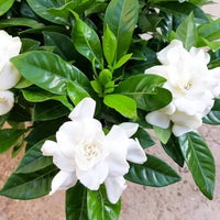 Jasmine Seeds for Planting Jasminum Officinale fragrance garden flower bed