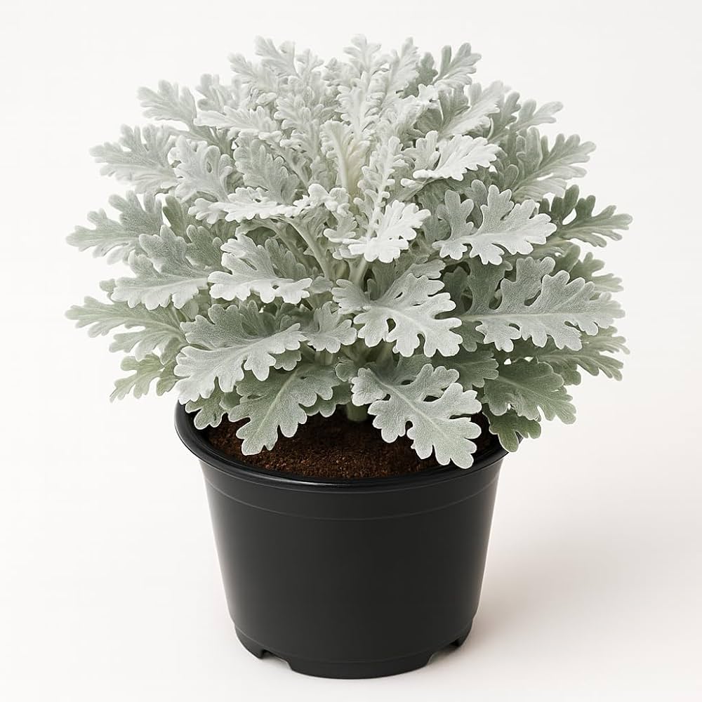 Dusty Miller Silver Dust Flower seeds for Planting - Colorful Display, Heirloom & GMO Free Seeds for Home Garden