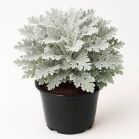 Dusty Miller Silver Dust Flower seeds for Planting - Colorful Display, Heirloom & GMO Free Seeds for Home Garden