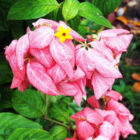 Pink Nezabudka Flower Seeds for Garden Colorful Display Heirloom & GMO Free Seeds for Home Garden
 
 Sale