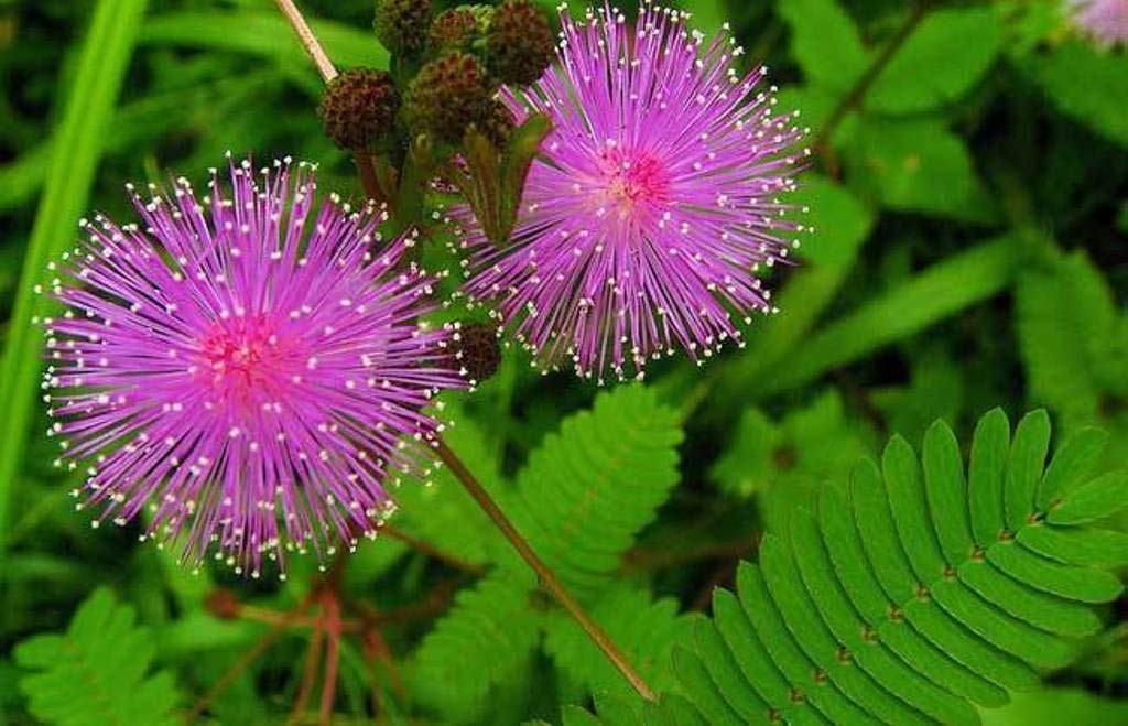 Heirloom Mimosa Pudica Flower seeds for Planting Perfect for Borders Heirloom & GMO Free Seeds for Home Garden
