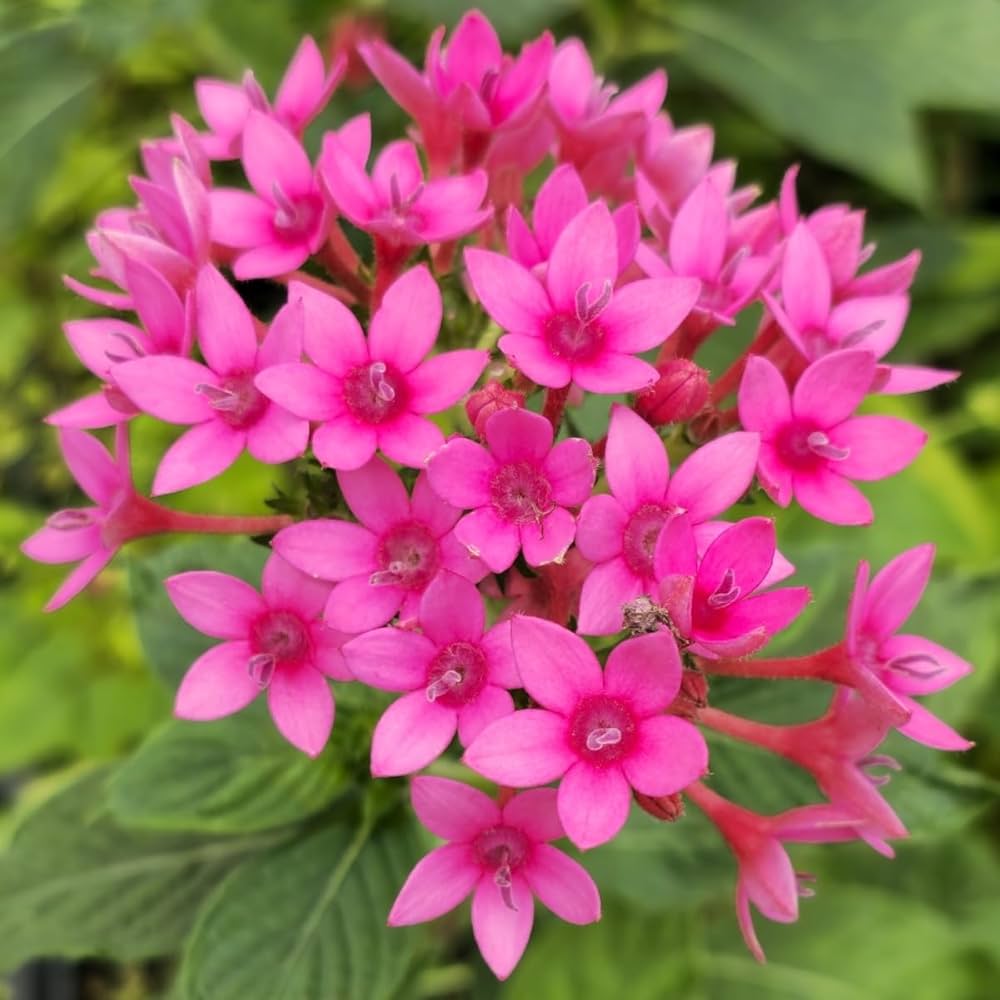 Mixed Star Pentas Flower seeds for Planting - Shade Tolerant, Heirloom & GMO Free Seeds for Home Garden