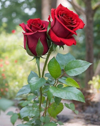 Rose Flower seeds for Planting Long Bloom Season Heirloom & GMO Free Seeds for Home Garden 
 
 Sale