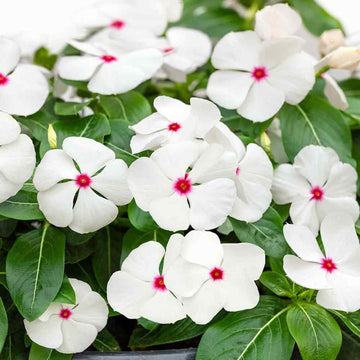 Vinca White Polka Dot Flower Seeds for Planting  Unique Annuals for Your Garden