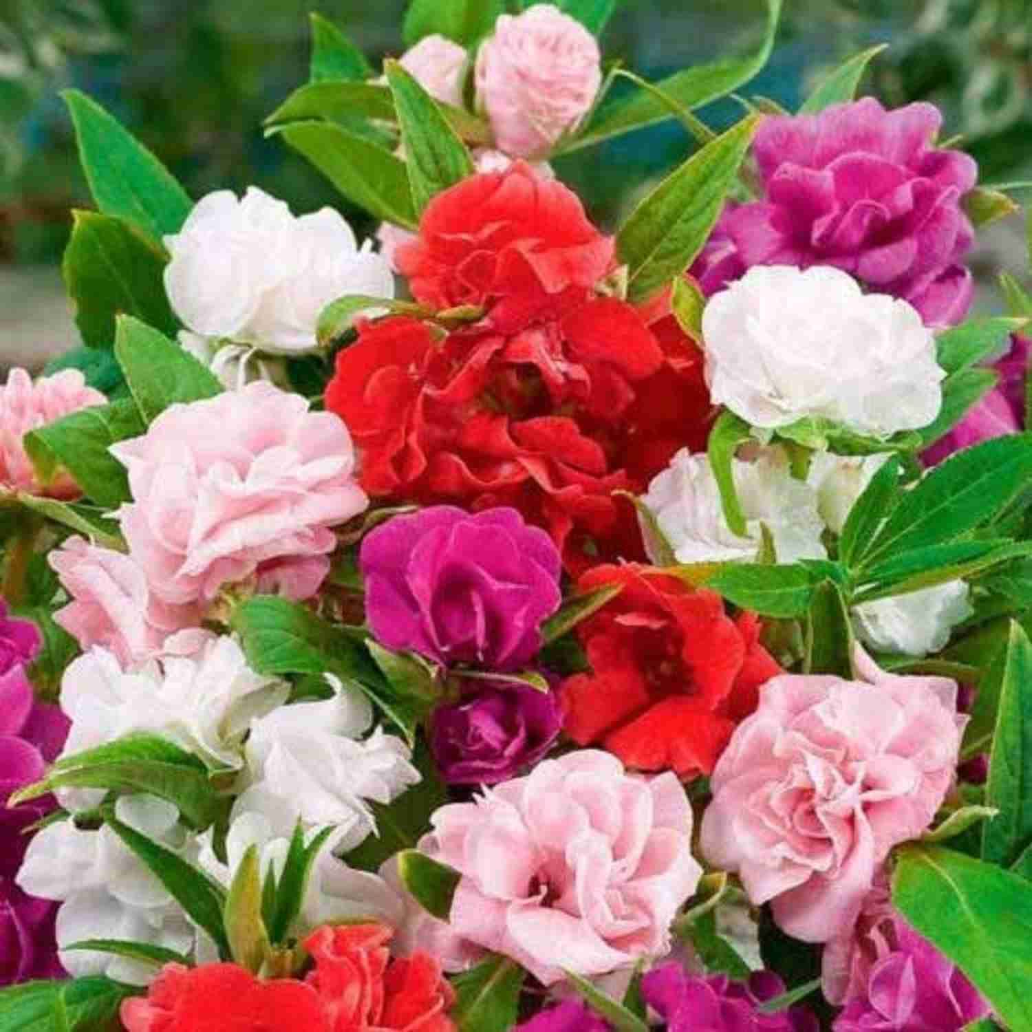 Impatiens Balsamine Flower seeds for Planting Vibrant Colors Heirloom & GMO Free Seeds for Home Garden