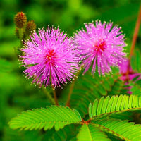 Mimosa Pudica Flower seeds for Planting Drought Tolerant Heirloom & GMO Free Seeds for Home Garden