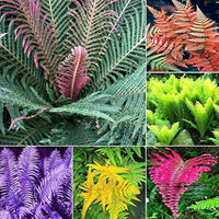MultiColour Fern for Planting heirloom & Non GMO Seeds Seasonal Bloomer 
 
 Sale