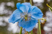 Himalaya-Mohn Hensol Violet Mohn Seeds for Planting flower bed