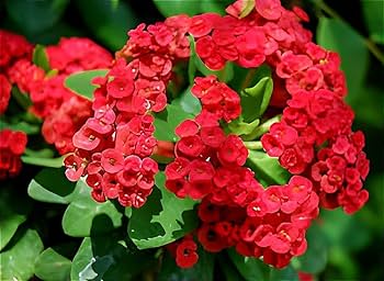 Milii Red Flower Seeds for Planting | Vibrant Annuals for Your Garden