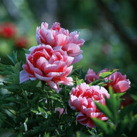 Peony Seeds, Chinese Suffruticosa Flower Seeds, Potted Plants, Garden Plant