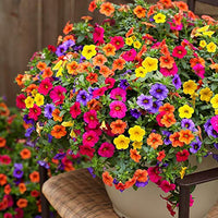 Calibrachoa Flower seeds for Planting Vibrant Colors Heirloom & GMO Free Seeds for Home Garden 
 
 Sale