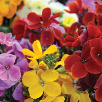 Mixed Erysimum Flower seeds for Planting - Shade Tolerant, Heirloom & GMO Free Seeds for Home Garden