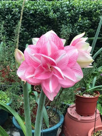 Pink White Amaryllis Flower Seeds for Planting Low Maintenance Heirloom & GMO Free Seeds for Home Garden
 
 Sale
