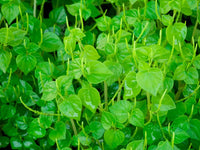 Peperomia Pellucida Rau Cang Cua Flower seeds for Planting - Fragrant Blossoms, Heirloom & GMO Free Seeds for Home Garden