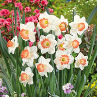Nema Double Petals Narcissus Flower seeds for Planting - Drought Tolerant, Heirloom & GMO Free Seeds for Home Garden