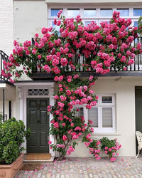 Dark Pink Rose Flower Seeds Compact Growth Heirloom & GMO Free Seeds for Home Garden
 
 Sale