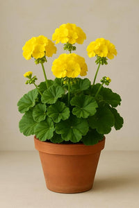 Yellow Geranium Flower seeds for Planting - Cottage Garden Essential, Heirloom & GMO Free Seeds for Home Garden