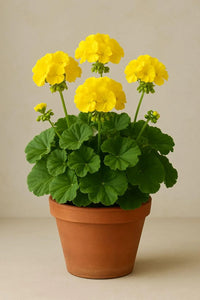 Dark Yellow Geranium Flower Seeds for Planting Perfect for Borders Heirloom & GMO Free Seeds for Home Garden
 
 Sale