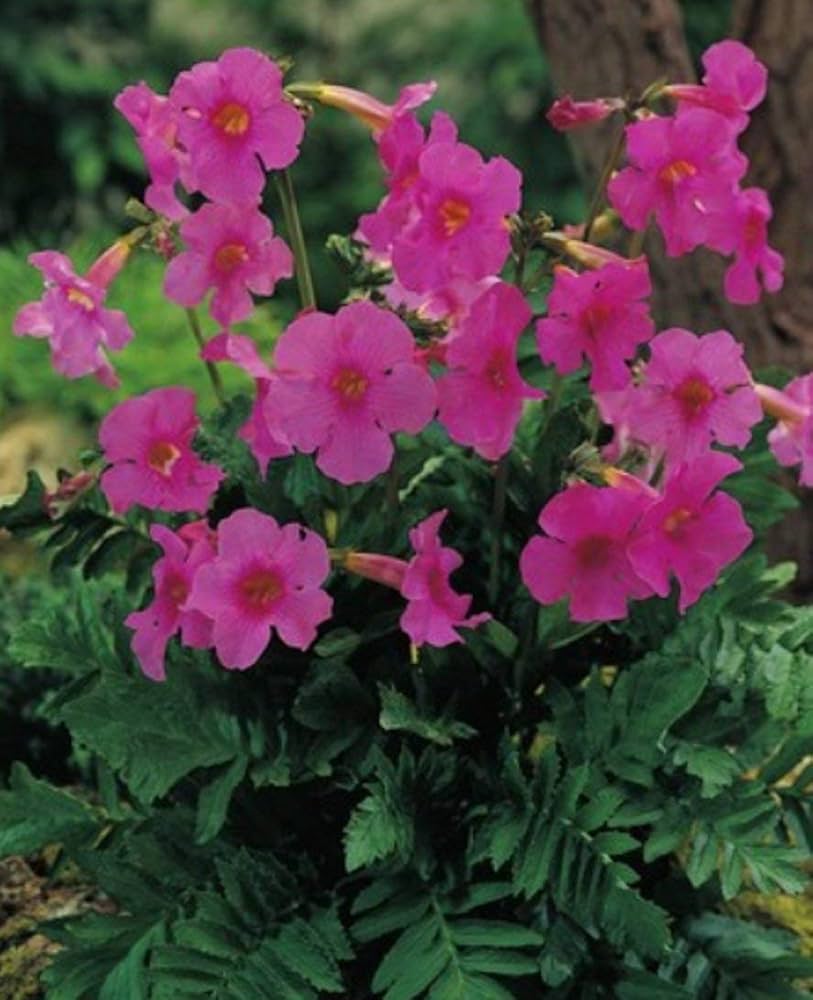 Fern Flower seeds for Planting - Cottage Garden Essential, Heirloom & GMO Free Seeds for Home Garden