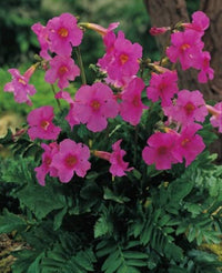 Fern Flower seeds for Planting - Cottage Garden Essential, Heirloom & GMO Free Seeds for Home Garden