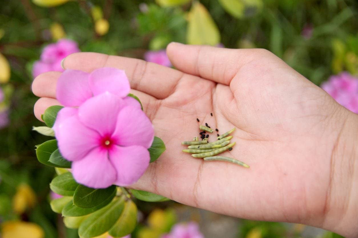 Peach Colored Vinca Flower Annual Seeds