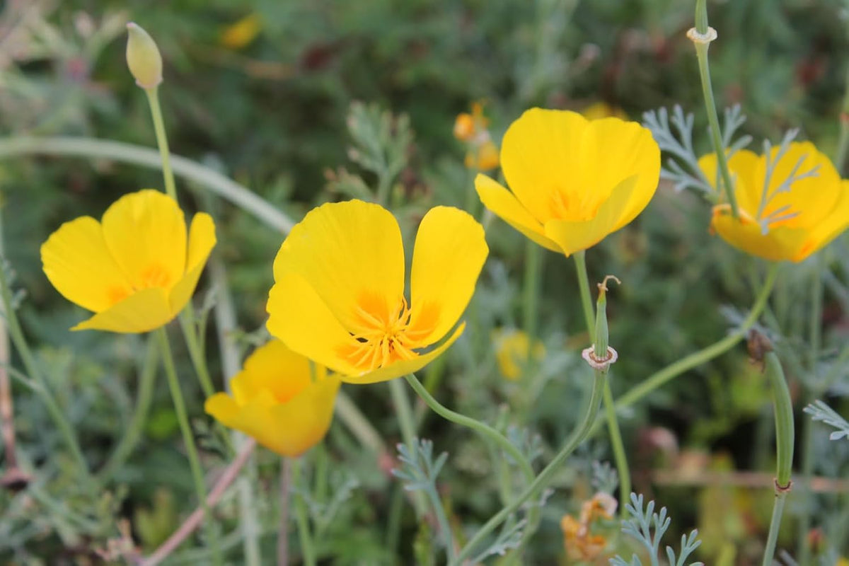 Eschscholzia Flower seeds for Planting - Hardy Variety, Heirloom & GMO Free Seeds for Home Garden
 
 Sale seeds for planting in home garden