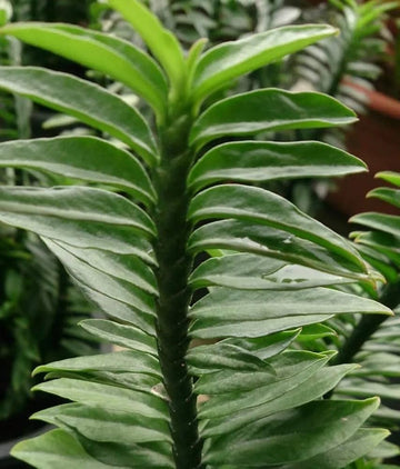 Green Pedilanthus Flower seeds for Planting - Garden Favorite, Heirloom & GMO Free Seeds for Home Garden
 
 Sale seeds for home garden