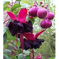 Black Pink Fuchsia Flower seeds for Planting - Garden Favorite, Heirloom & GMO Free Seeds for Home Garden