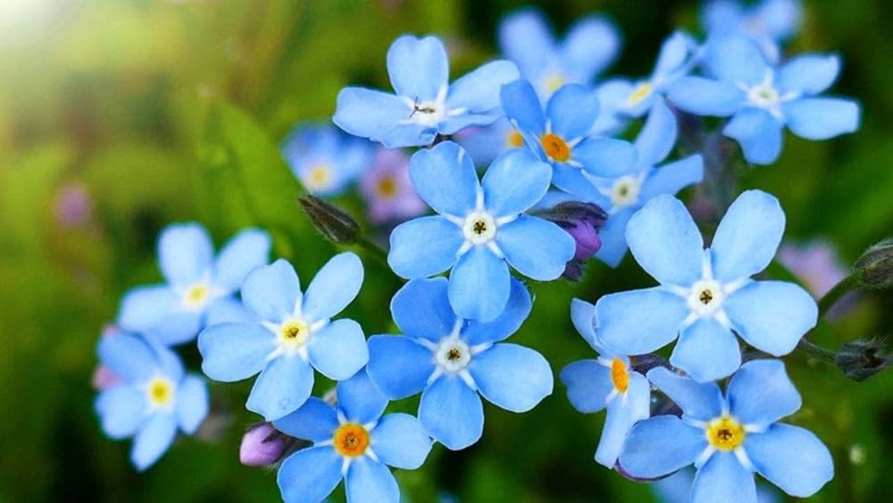 Myosotis Flower seeds for Planting - Long Bloom Season, Heirloom & GMO Free Seeds for Home Garden