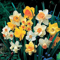 Narcissus Flower seeds for Planting - Cut Flower Favorite, Heirloom & GMO Free Seeds for Home Garden