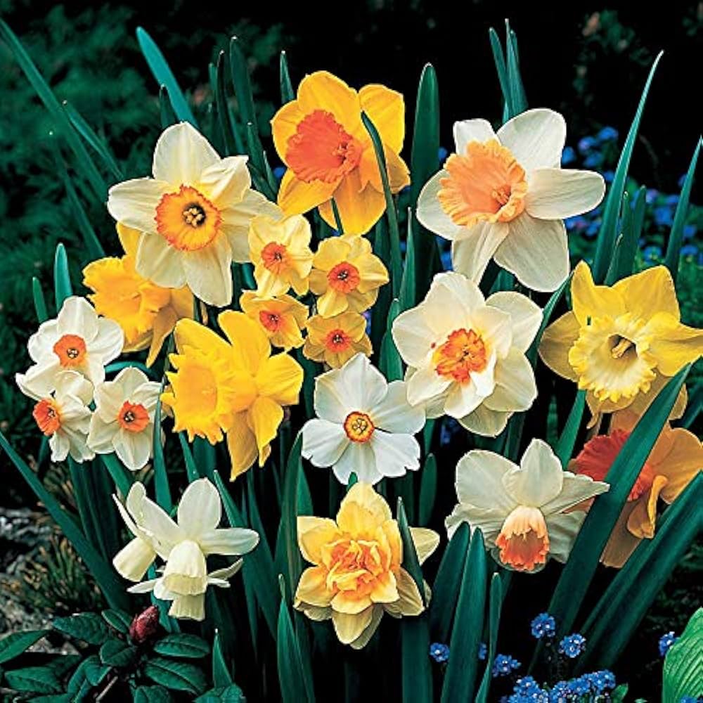 Mixed Daffodil Narcissus Flower seeds for Planting Long Bloom Season Heirloom & GMO Free Seeds for Home Garden 
 
 Sale