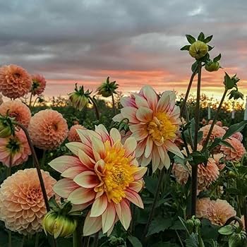 Dahlia Cancan Flower seeds for Planting - Premium Quality, Heirloom & GMO Free Seeds for Home Garden