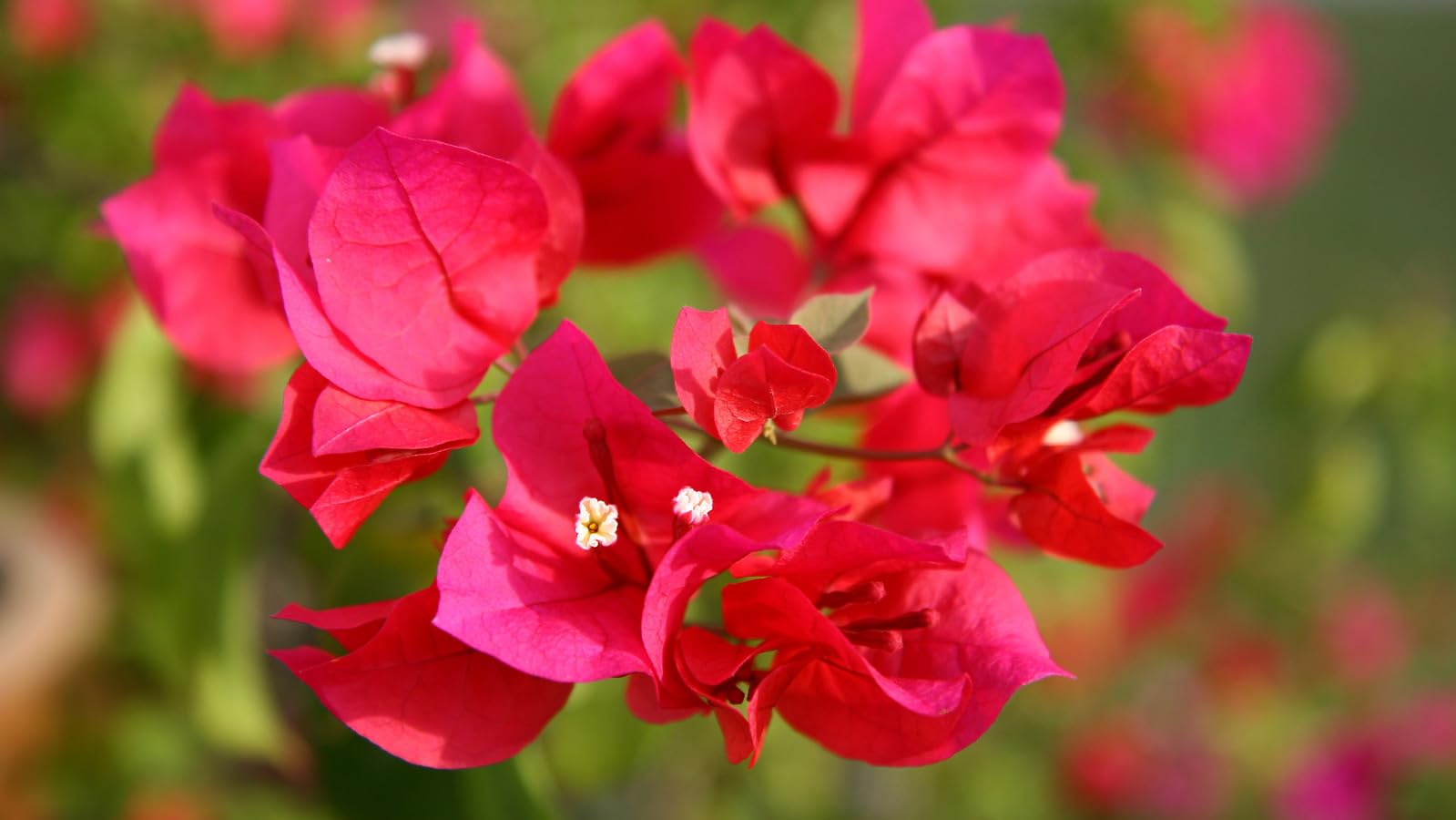 Maroon Bougainvillea Flower seeds for Planting - Shade Tolerant, Heirloom & GMO Free Seeds for Home Garden