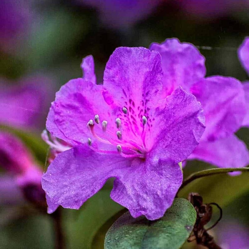 Purple Azalea Flower seeds for Planting - Easy to Grow, Heirloom & GMO Free Seeds for Home Garden