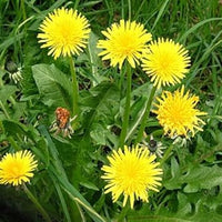 Dandelion Flower seeds for Planting - Vibrant Colors, Heirloom & GMO Free Seeds for Home Garden
 
 Sale for planting in home garden