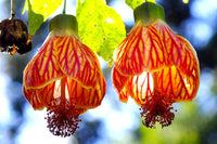 Yellow Red Abutilon Flower seeds for Planting - Low Maintenance, Heirloom & GMO Free Seeds for Home Garden